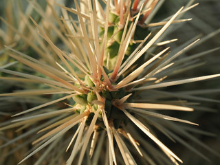 Naklejka na ściany i meble grüner Kaktus mit langen Stacheln