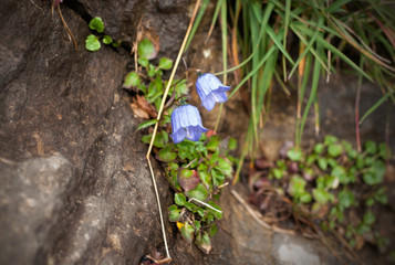 Two growing Campanula flowers through the mountain
