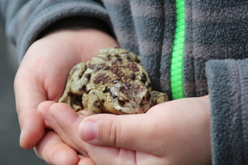 handful of frog