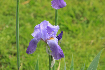 Gardening Iris