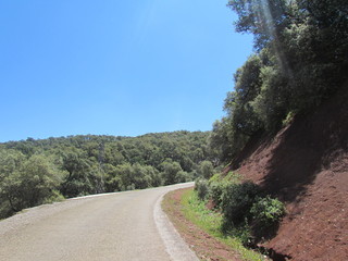 Bab Azhar Road Forest Morocco