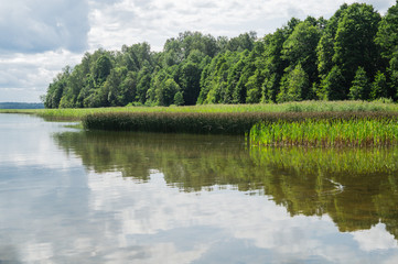 Shore of the lake with the reeds and plants. forest near the water
