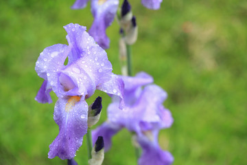Growing iris Outdoor