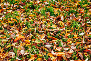 Autumn Landscape, Park in Autumn season.