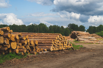 Wooden logs in the forest. chopped tree logs stack. nature landscape