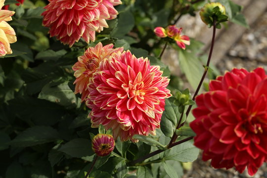 Beautiful Color Dalia Flower In The Park
