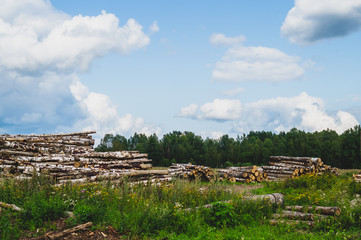 Wooden logs in the forest. chopped tree logs stack. nature landscape