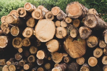 Stack of logs. natural wooden background with timber. log wall