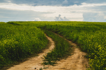 Beautiful valley. way through green meadows and hills. yellow flowering field. nature landscape with horizon