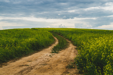 Beautiful valley. way through green meadows and hills. yellow flowering field. nature landscape with horizon