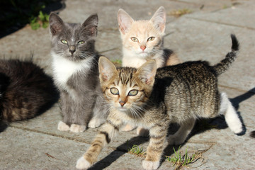 Three cute kittens, young cats looking forwards