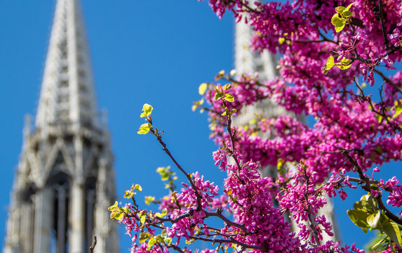 chinesischer judasbaum vor der Votivkirche in Wien