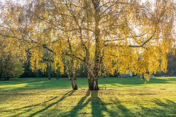 Yellow birch tree