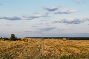 Rolled haystack. hay bale. agriculture field with sky. rural landscape. straw on the meadow. harvest in summer