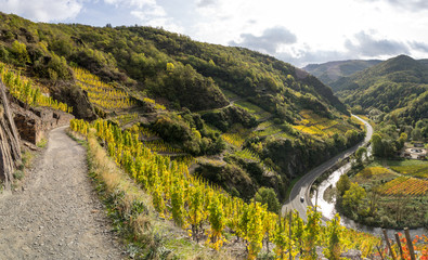 The golden autumn on the red wine trail in the Ahr valley