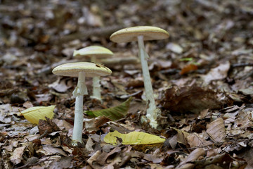 Deadly poisonous mushroom Amanita phalloides growing in the leaves in the beech forest. Also known as death cap. Mushroom with green cap and white stem. Natural condition.