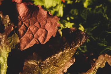 Lettuce salad leaves background. vegetarian nutrition. healthy food