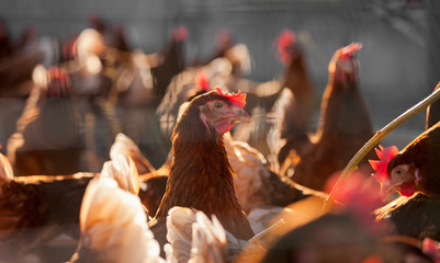 Poulets fermiers élevés en plein air