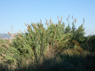 Cañas y cañamerales en el río Llobregat