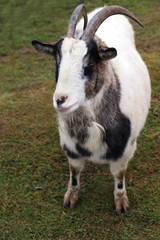 White goat poses in front of the camera.