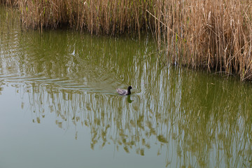 Duck is on a pond.