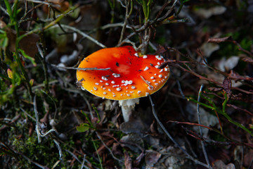 Herbst