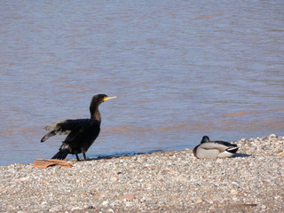 Ave en la playa del r;io Llobregat, tomando el sol o de relax antes de seguir pescando