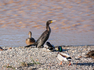 Ave en la playa del r;io Llobregat, tomando el sol o de relax antes de seguir pescando