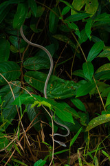 A grey snake in the leaves background in Thailand