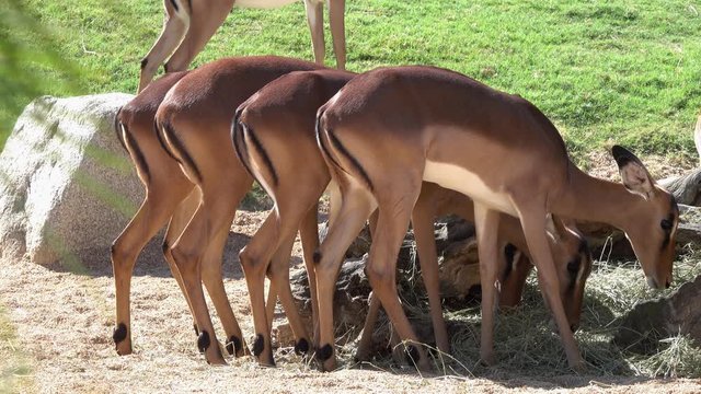 Impala (Aepyceros melampus). Antelopes stand in a row and eat hay