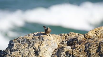 海辺にいる鳥