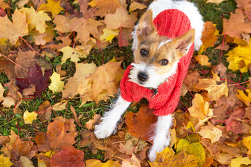 A cute, small dog dressed in a sweater, breed Jack Russell Terrier. Pet rests on anxiety about a senny day, the puppy lies in maple leaves. Copy Space - obrazy, fototapety, plakaty