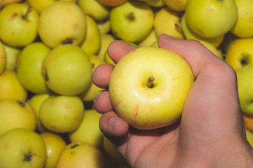 Apple in the hand. fresh fruits. healthy food. vegetarian nutrition