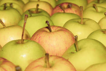 Many apples background. fresh fruits. healthy food. vegetarian nutrition