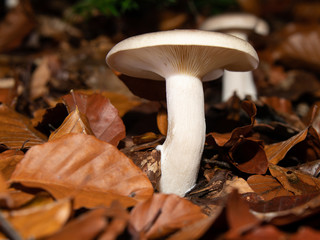 Waldpilz zwischen trockenem Laub