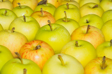 Many apples background. fresh fruits. healthy food. vegetarian nutrition