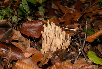 Korallenpilz 