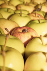 Many apples background. fresh fruits. healthy food. vegetarian nutrition