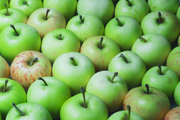 Many apples background. fresh fruits. healthy food. vegetarian nutrition