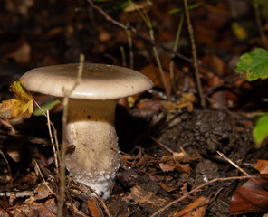 ein Waldpilz am Boden