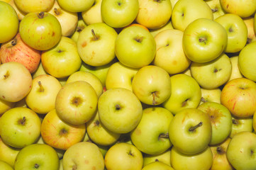 Many apples background. fresh fruits. healthy food. vegetarian nutrition
