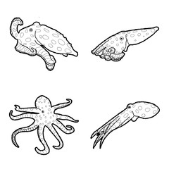 Blue Ring Octopus Animal Vector Illustration Hand Drawn Cartoon Art