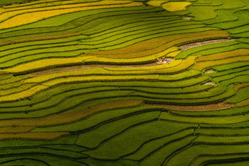 Rice terrace, harvest season in Mu Cang Chai, Yen Bai Province, Vietnam