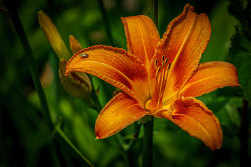 Orange lily flower