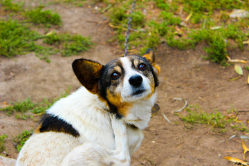 dog in park