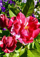 A pink and white rose in a sunny garden. Henri Matisse is a hybrid tea rose by Delbard, France, 1995. 