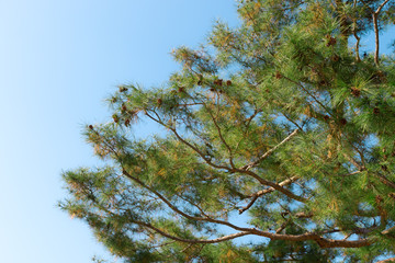 Treetop of a pine tree on blue sky.
