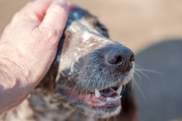 Shallow focus of the nose of and adult Spaniel dog showing his teeth and whiskers. The owner is seen affectionally his friend in an outdoor location.