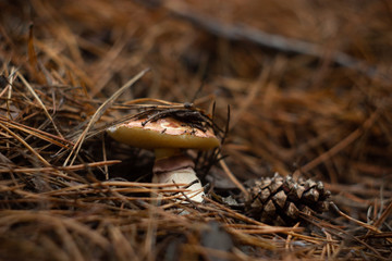 White mushroom in the forest. Beautiful boletus mushroom on moss. Mushrooms in autumn forest scene. Autumn forest family view