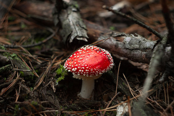 Toxic and hallucinogen mushroom Fly Agaric in the grass on fall forest background. Red poisonous Amanita Muscaria fungus macro close up in natural environment. Inspirational natural fall landscape